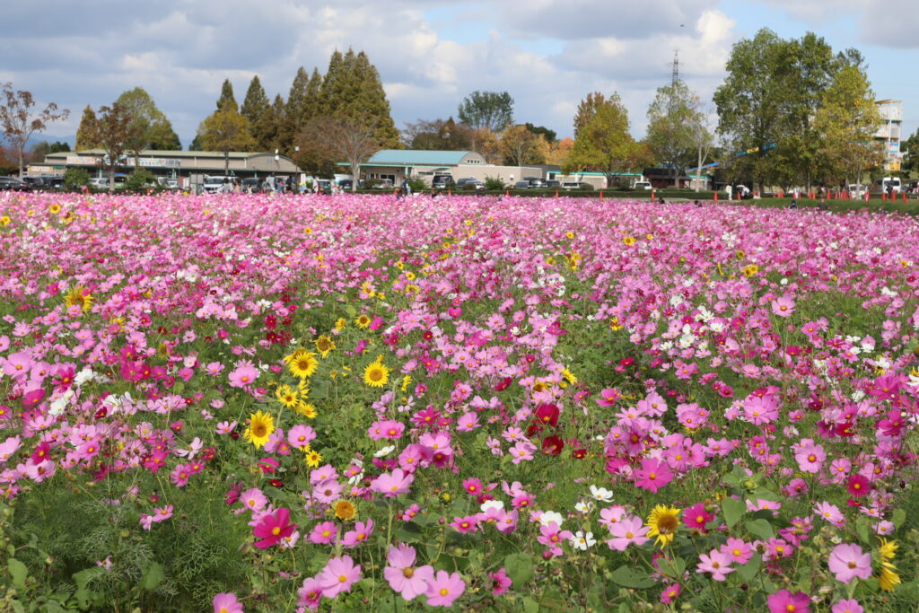 コスモス-ひまわりの丘公園-