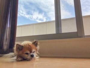 フローリングで昼寝をしている犬