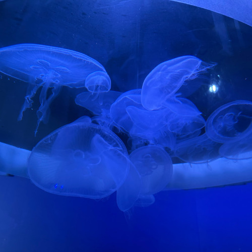 暑い日のおすすめ！神戸市みなとやま水族館へ